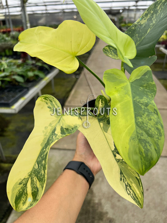 4" Philodendron Bipennifolium 'Golden Violin' Variegated