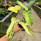 4" Philodendron Bipennifolium 'Golden Violin' Variegated