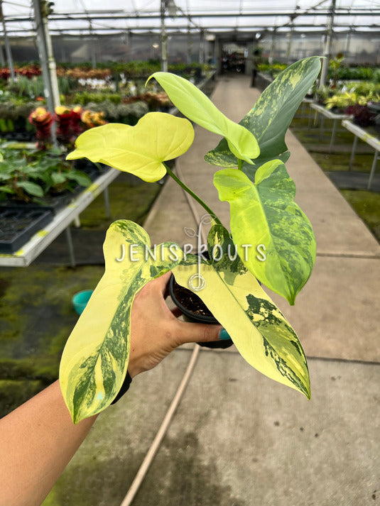 4" Philodendron Bipennifolium 'Golden Violin' Variegated