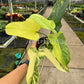 4" Philodendron Bipennifolium 'Golden Violin' Variegated