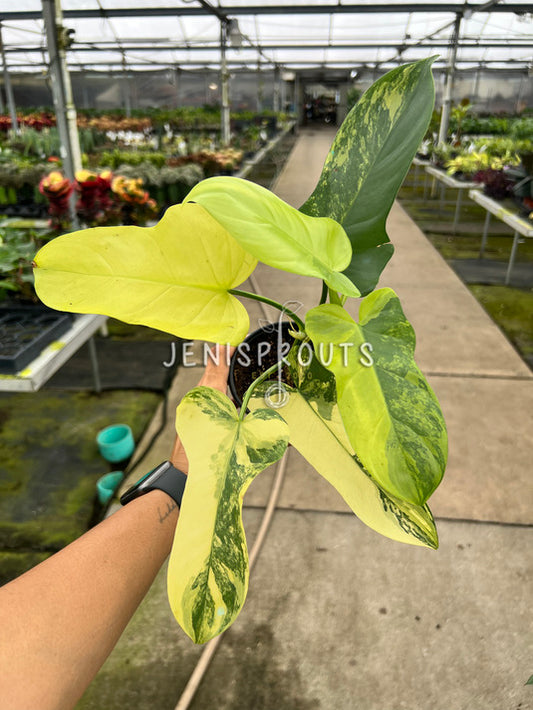 4" Philodendron Bipennifolium 'Golden Violin' Variegated