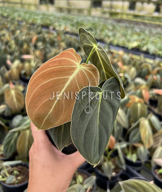 4" Philodendron Melanochrysum