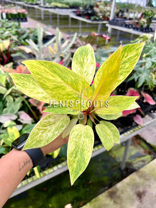 4" Philodendron Painted Lady