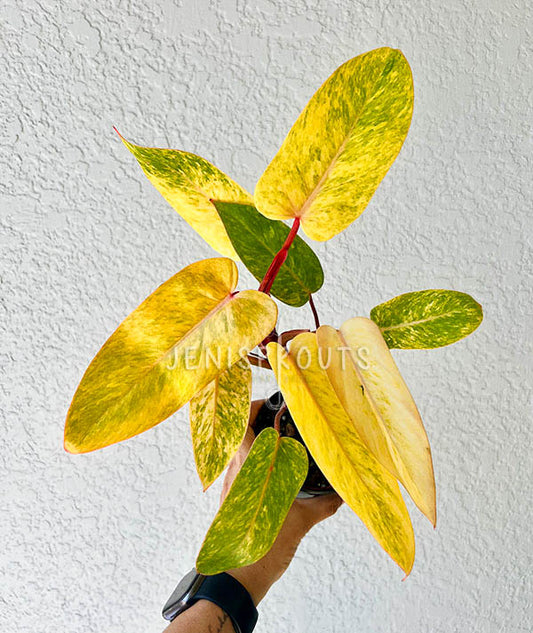 4" Philodendron Painted Lady