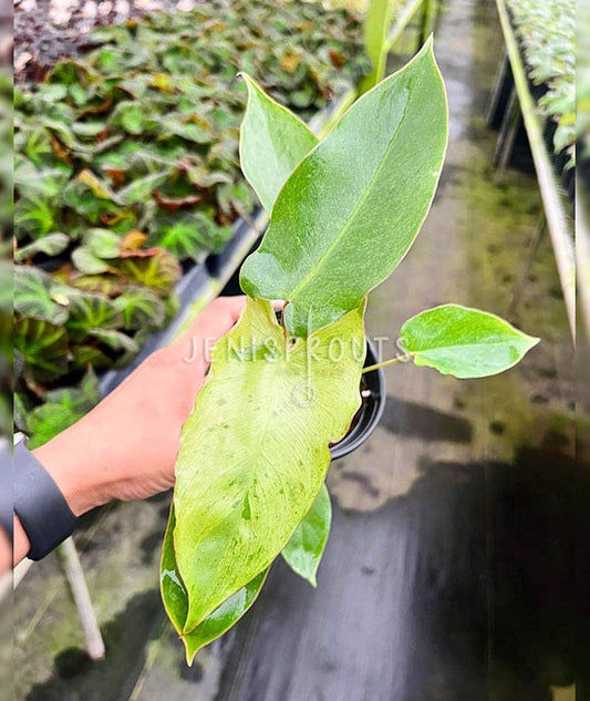 4" Philodendron Paraiso Verde