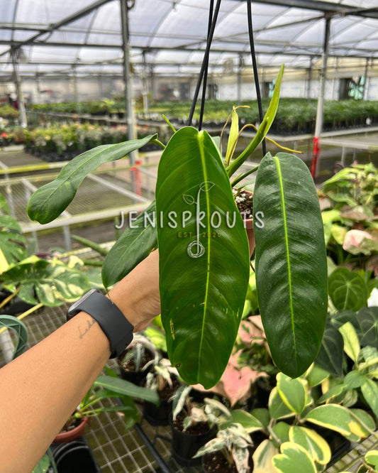 4" Philodendron Patriciae