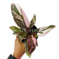4" Philodendron Pink Princess Marble
