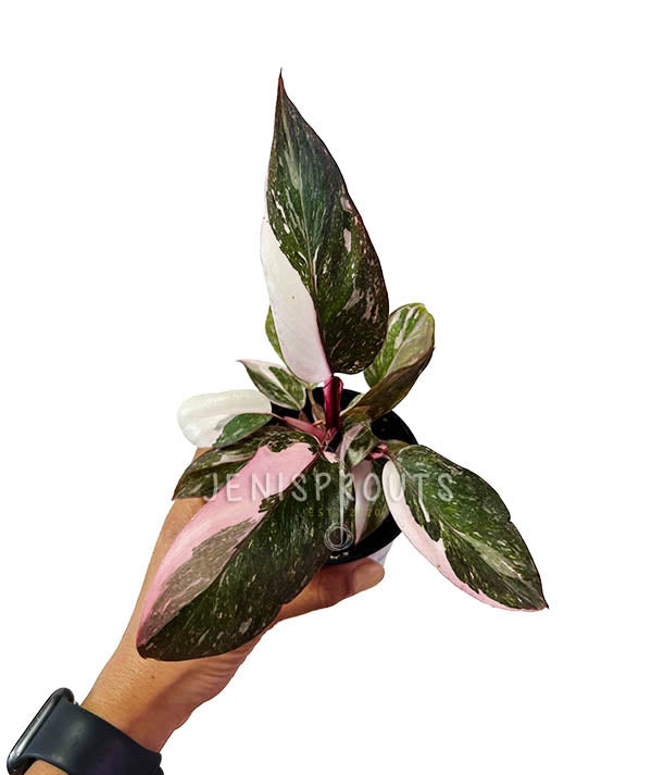 4" Philodendron Pink Princess Marble