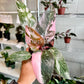 4" Philodendron Pink Princess Marble