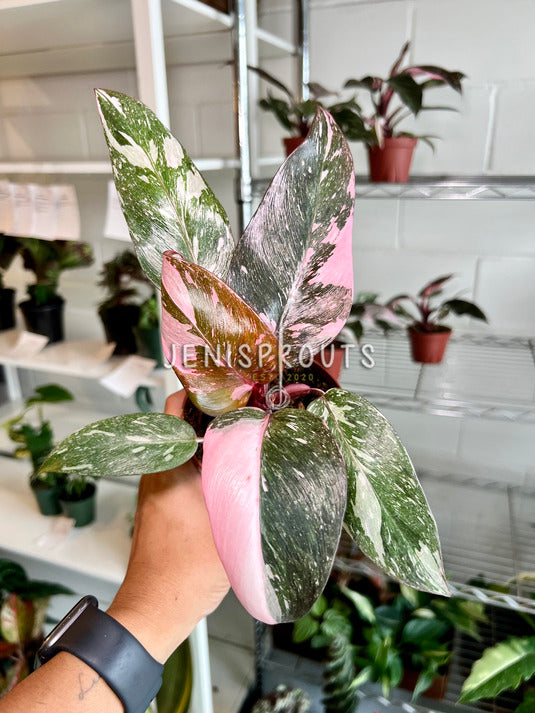 4" Philodendron Pink Princess Marble