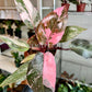 4" Philodendron Pink Princess Marble