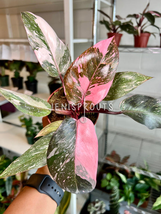 4" Philodendron Pink Princess Marble