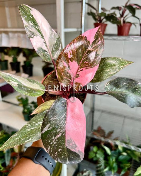 White AND outlets Pink Princess Philodendron bundle