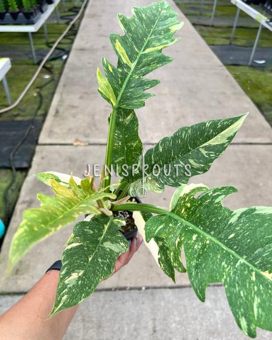 4" Philodendron Ring of Fire