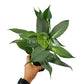 4" Philodendron Silver Sword