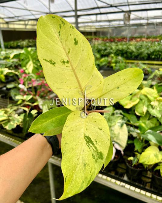 4" Philodendron Snowdrift