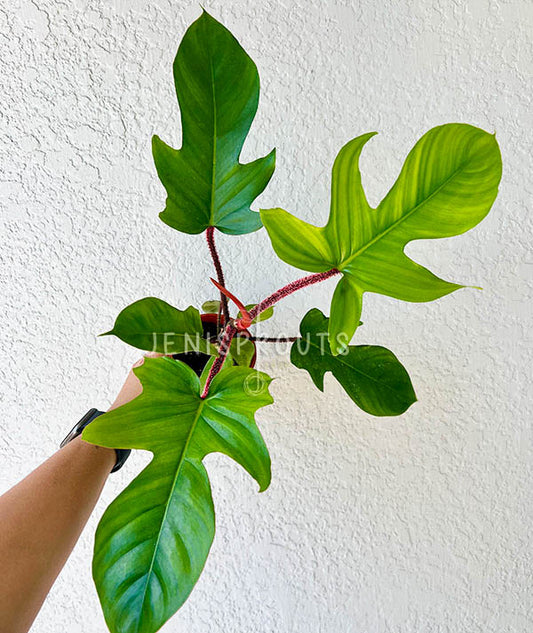 4" Philodendron Squamiferum