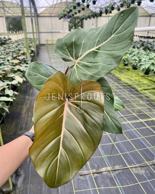 6" Philodendron Summer Glory