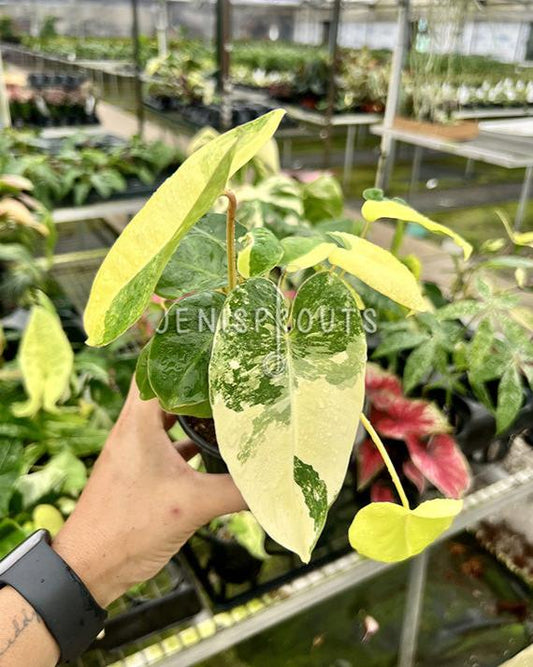 4" Philodendron Burle Marx Variegated