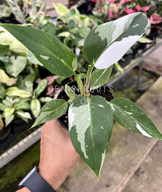 4" Philodendron White Princess