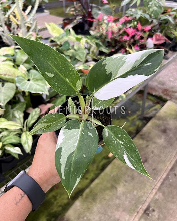 4" Philodendron White Princess