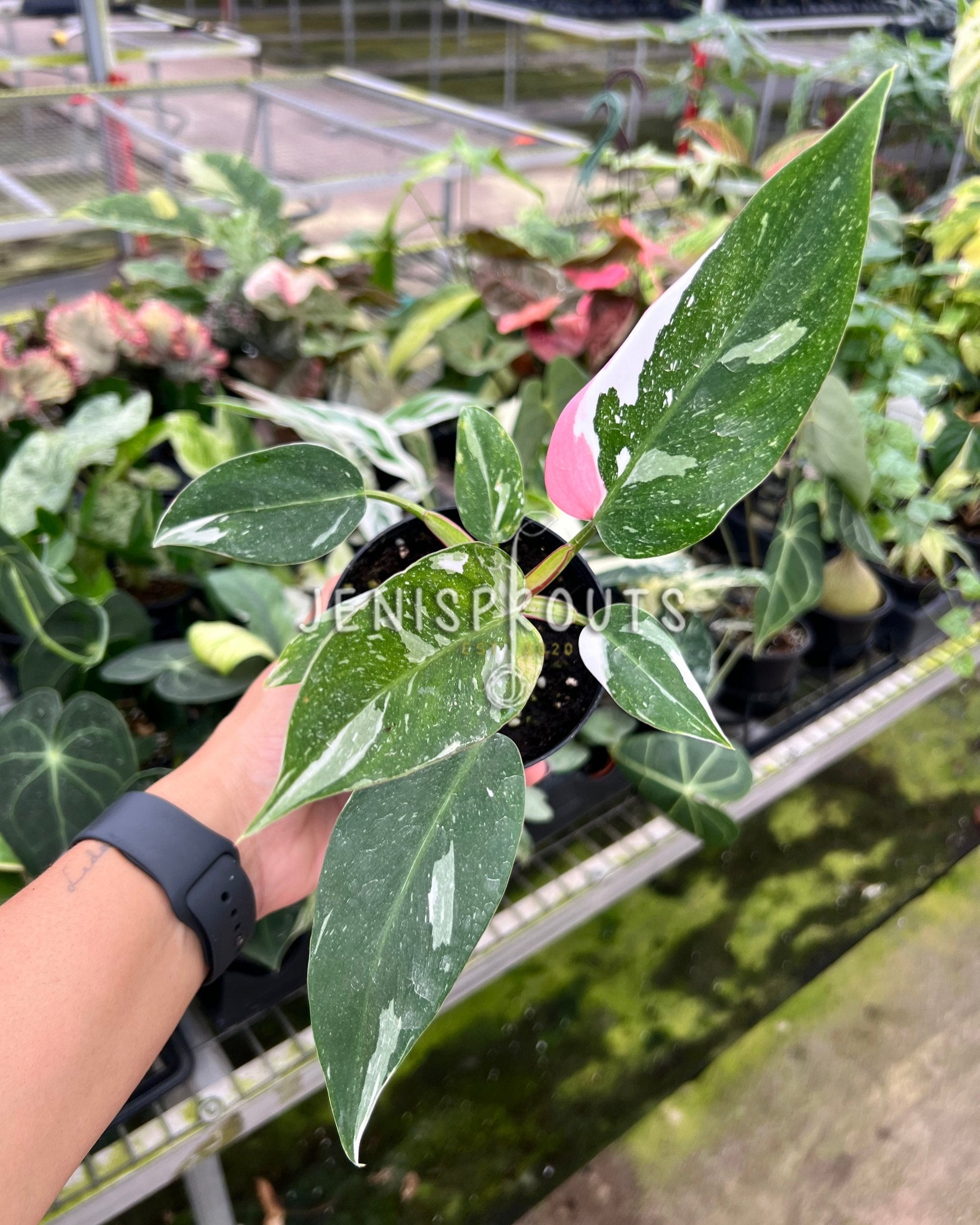 Shops Philodendron Tricolor White Princess