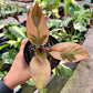 4" Philodendron Black Cardinal Variegated