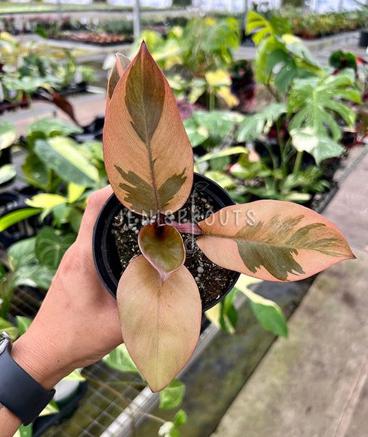 4" Philodendron Black Cardinal Variegated