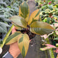 4" Philodendron Black Cardinal Variegated