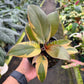 4" Philodendron Black Cardinal Variegated