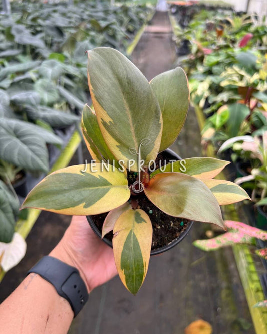 4" Philodendron Black Cardinal Variegated