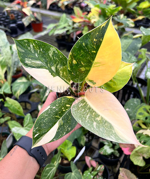 4" Philodendron Congo Nuclear