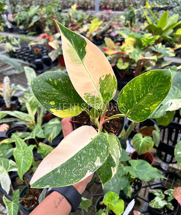 Philodendron Congo Nuclear