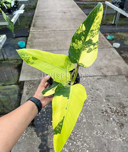 4" Philodendron Domesticum Variegated