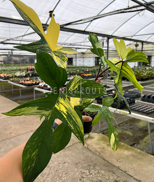 4" Philodendron Florida Beauty 'Mature Leaves'