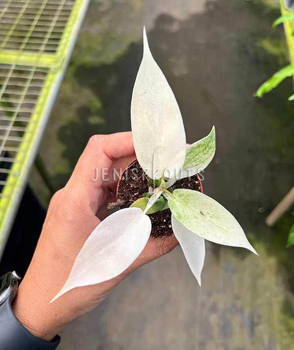 2” Philodendron Florida Ghost