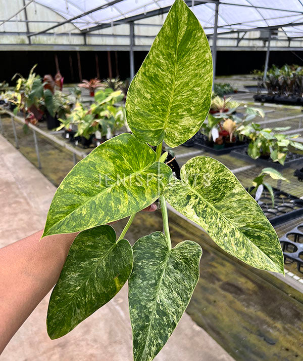 4" Philodendron Giganteum Blizzard