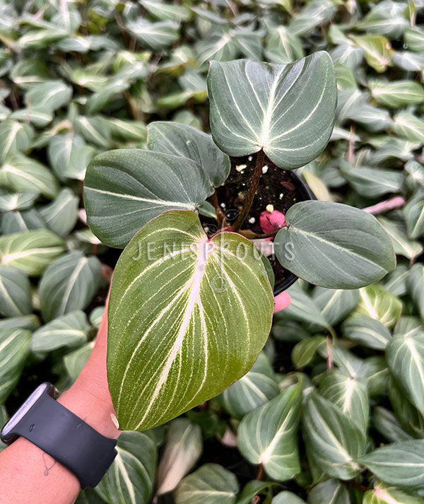 4" Philodendron Gloriosum