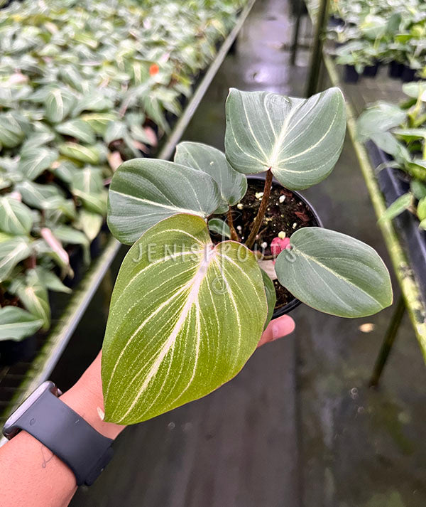 4" Philodendron Gloriosum