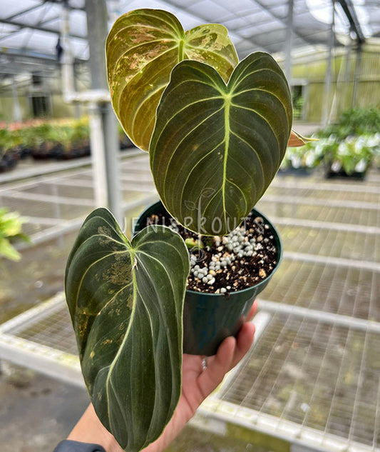 4" Philodendron Melanochrysum Variegated