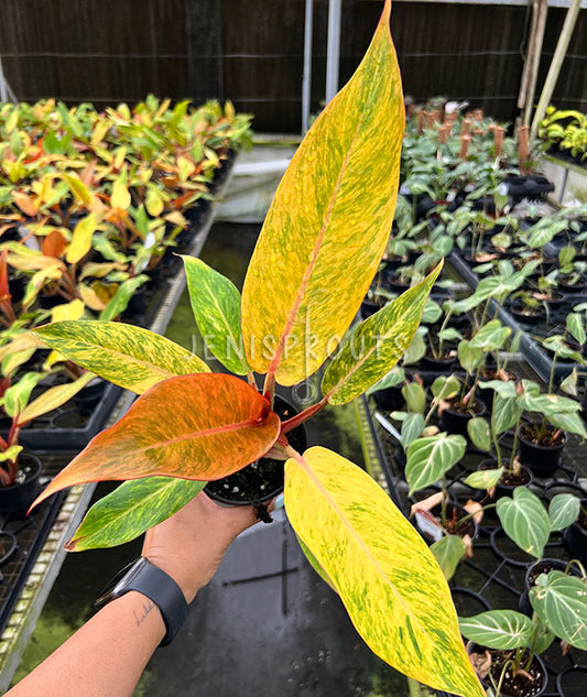 4" Philodendron Orange Marmalade