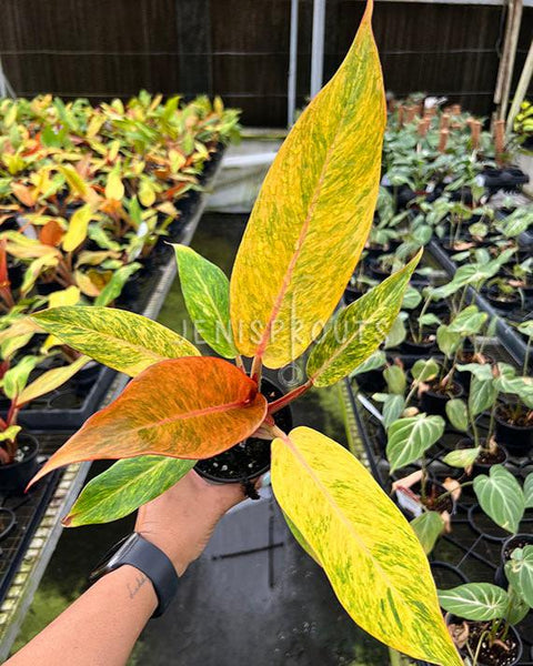 Philodendron Orange Marmalade Marble Variegated House Plant Aroid Tropical Indoor Outdoor DHL popular Express Free Phytosanitary Certificate