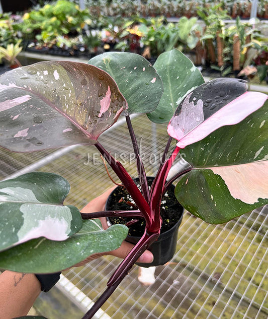 4" Philodendron Red Anderson