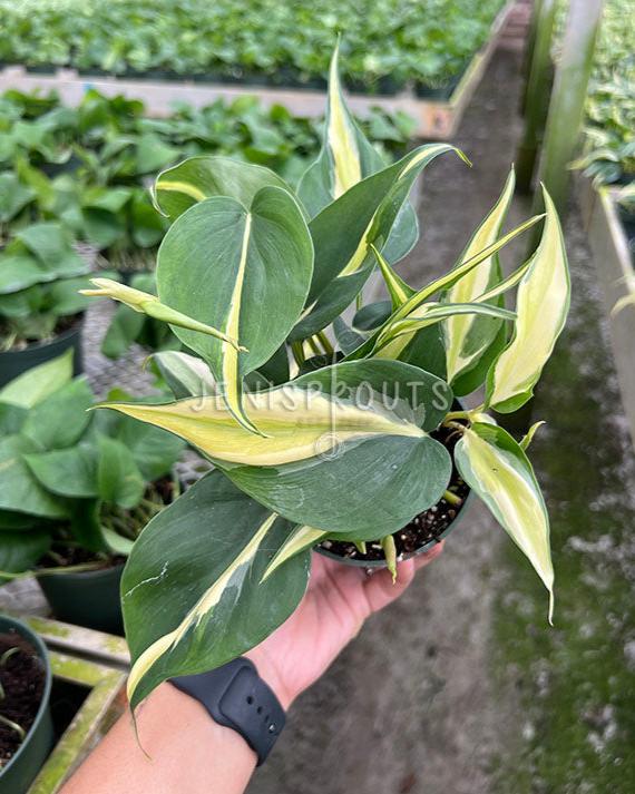 Philodendron's Plants – Page 2 – Jenisprouts