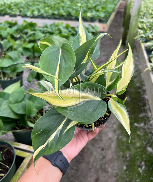 4" Philodendron Silver Stripe