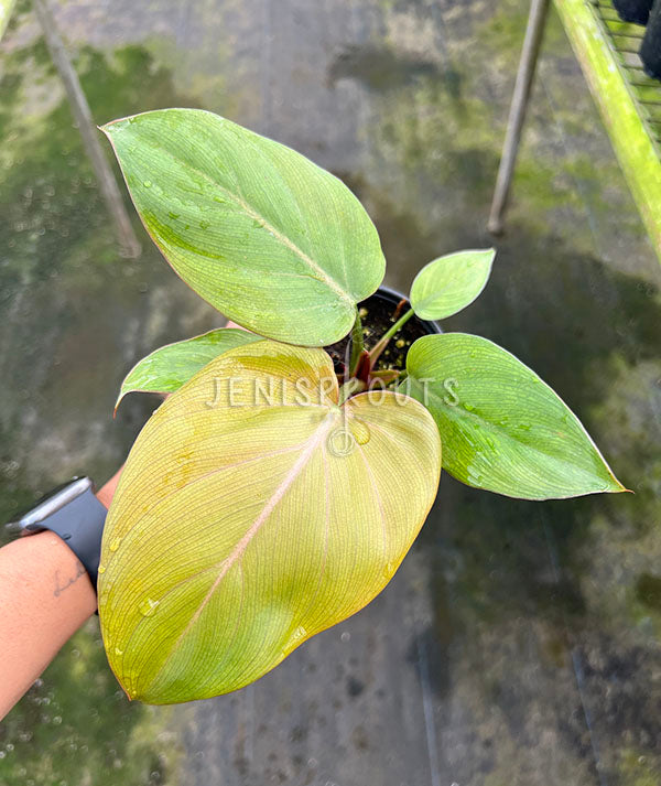 4" Philodendron Summer Glory