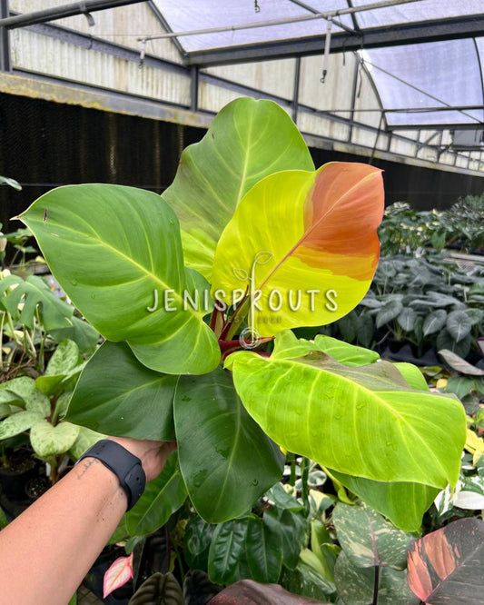 4" Philodendron Yellow Flame