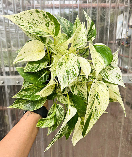 6" Pothos Marble Queen Variegated