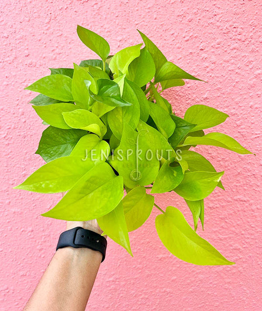 6" Pothos Neon