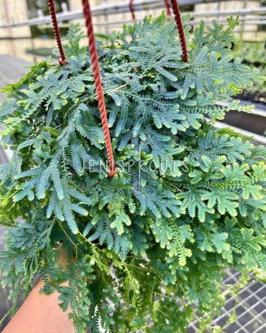 6" Rainbow Fern